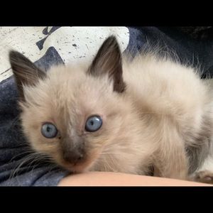 Meet your Posher, Brookelyn